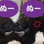 沖縄方言「ぬー」だけで喧嘩が成立する説について真面目に解説