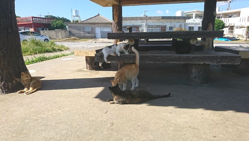 （沖縄県南城市）奥武島の猫